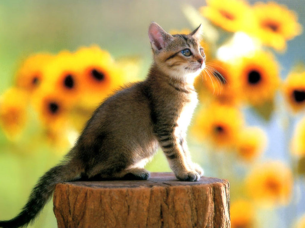 Photo of kitten on a hemp
