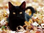 Black cat in the dry foliage