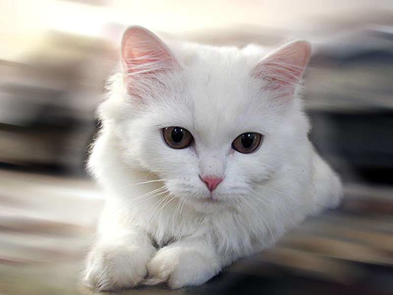 图片白色的猫