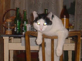 Кот со светящимися зелеными глазами сидит на спинке стула