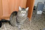 Простая домашняя серая кошка
