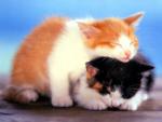 Спящие рыжый и черный котята
