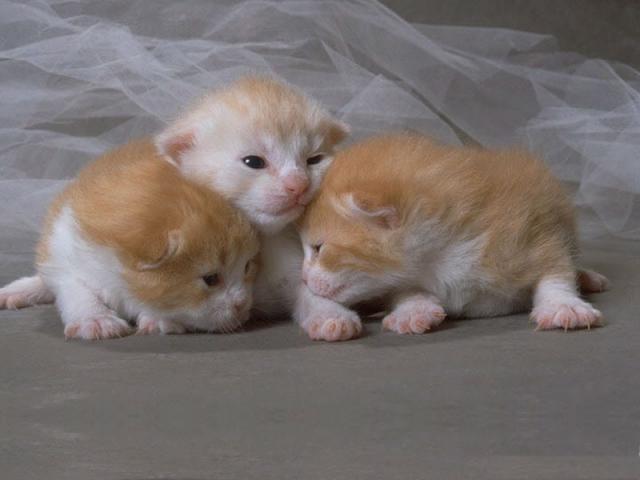 The picture with the three red cute kittens