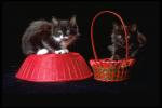 Черные кошки с красными корзинками