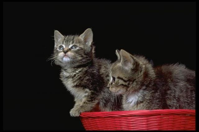 Снимок котят в красной корзине