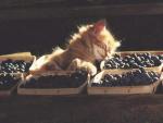 Kitten sleeping in a basket with blueberries