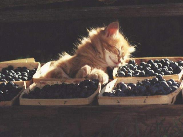 Kitten sleeping in a basket with blueberries