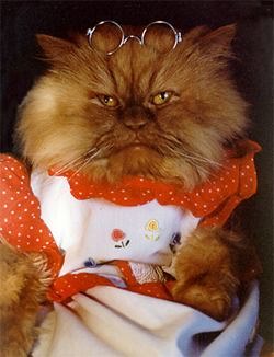 Dressed pudgy-muzzle redhead cat in glasses 