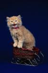 Ginger kitten in a knitted sled