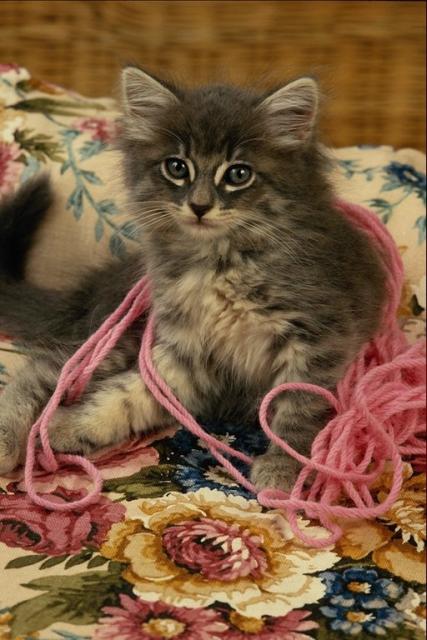 Kitten playing with wool threads