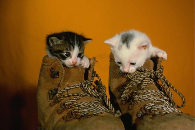 Gray and white kittens peeping out of my shoes