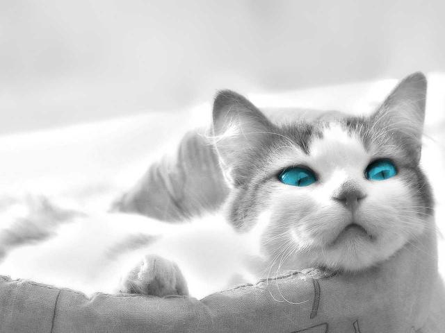 Кошка с голубыми глазами в мешке