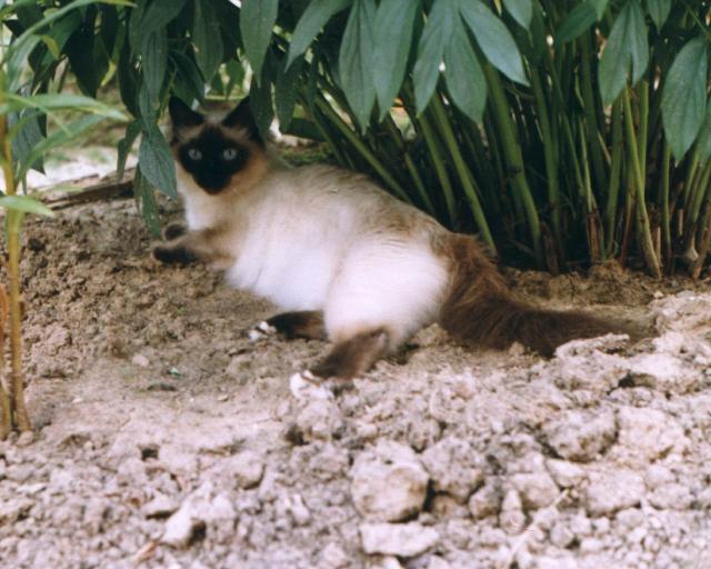 Siamese cat under a palm tree