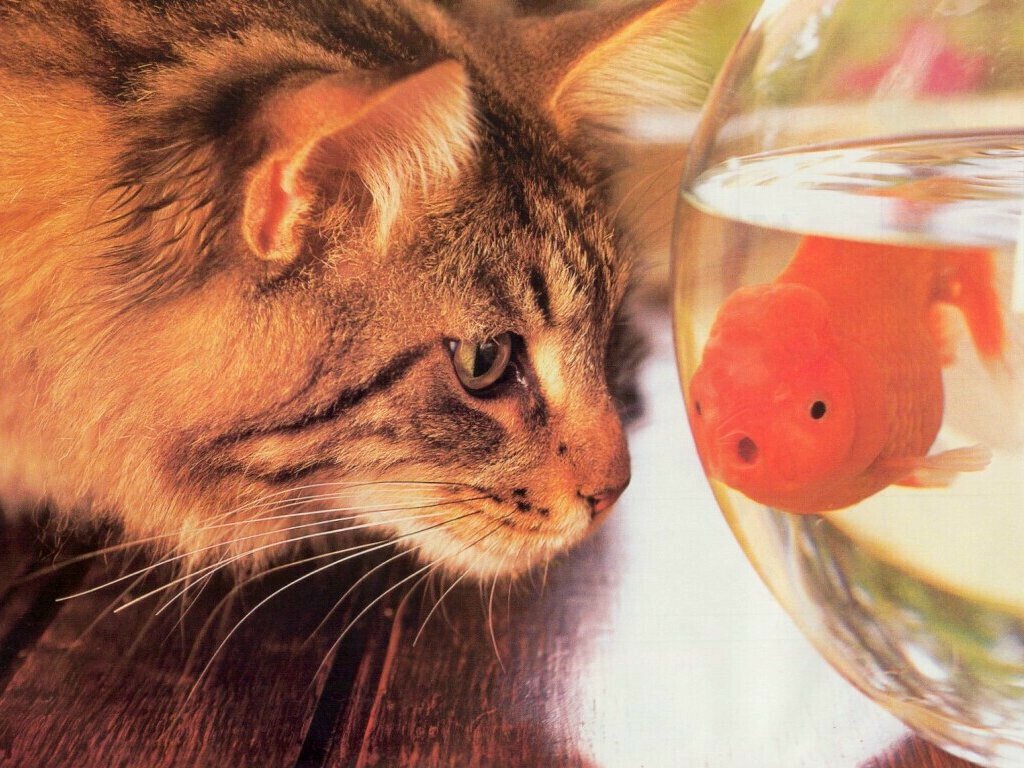 Кошка смотрит на золотую рыбку в аквариуме