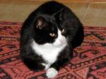 Black cat with white breast on the red carpet
