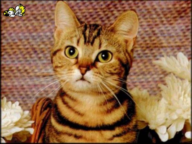 Picture of a red cat in flowers