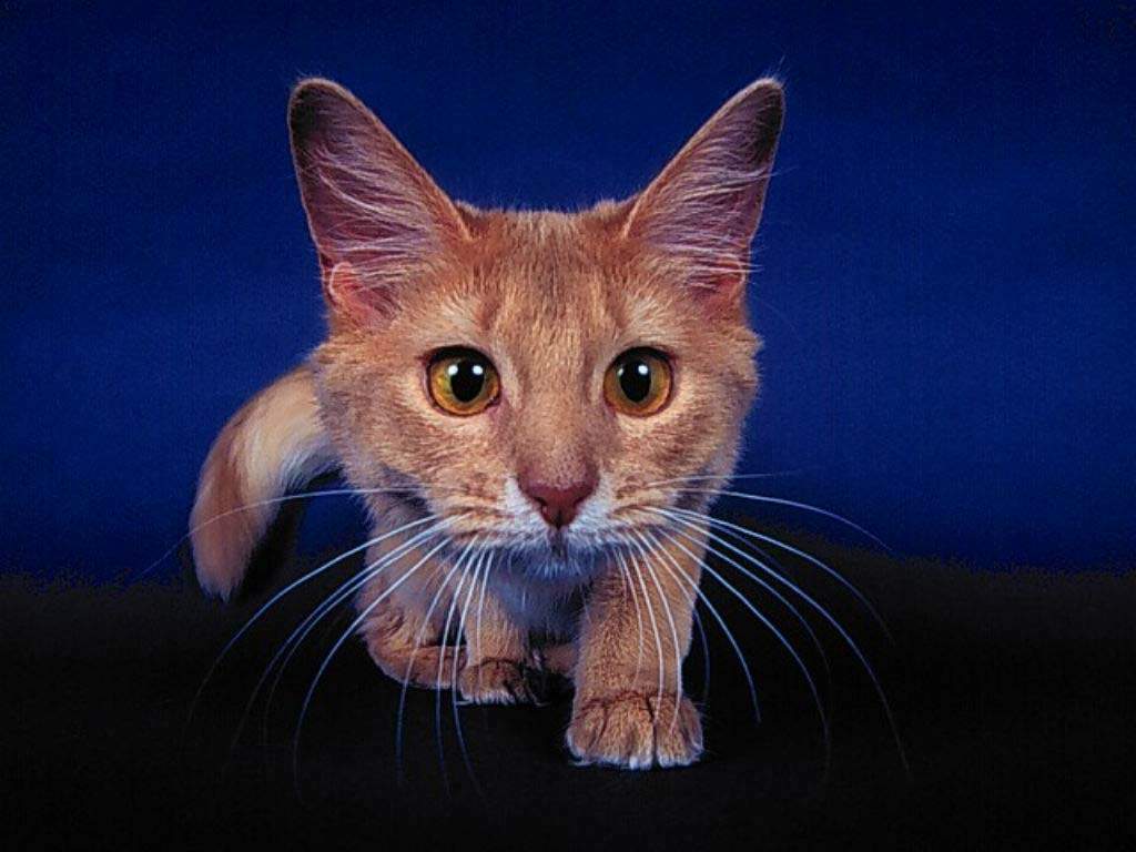 CAT026.JPG