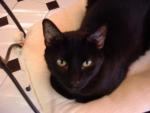 Black cat sitting on a chair
