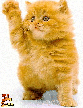 Plump red-haired kitten waving by the paw