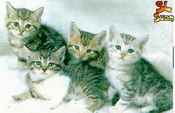 Фотография кошачьей четверки