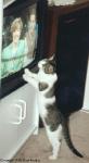Cat watching TV