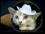 Cat in a hat looking out of the boot