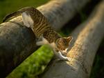 The kitten climbing on logs