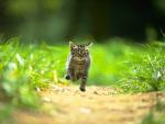 Котенок бежит по тропинке среди зеленой травы