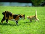 CAT_0026.JPG