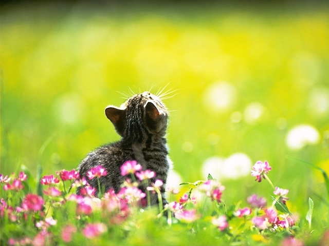 Котенок на цветущем лугу