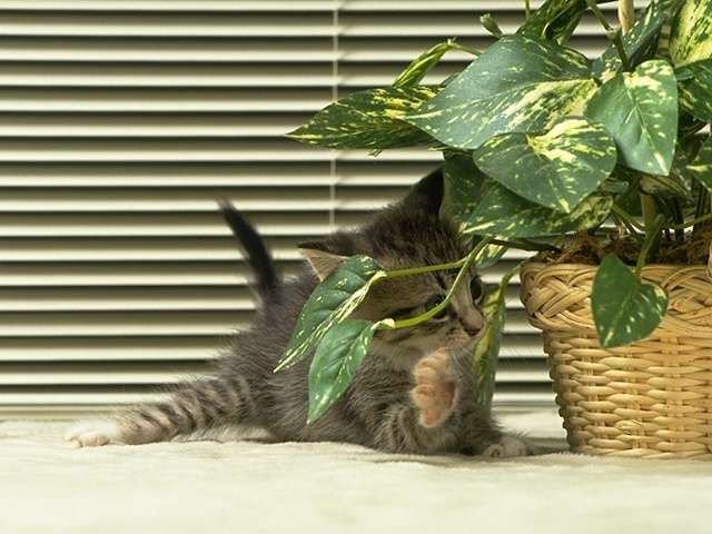 Кот играет с домашним цветком