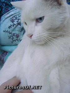 Фотография белого кота