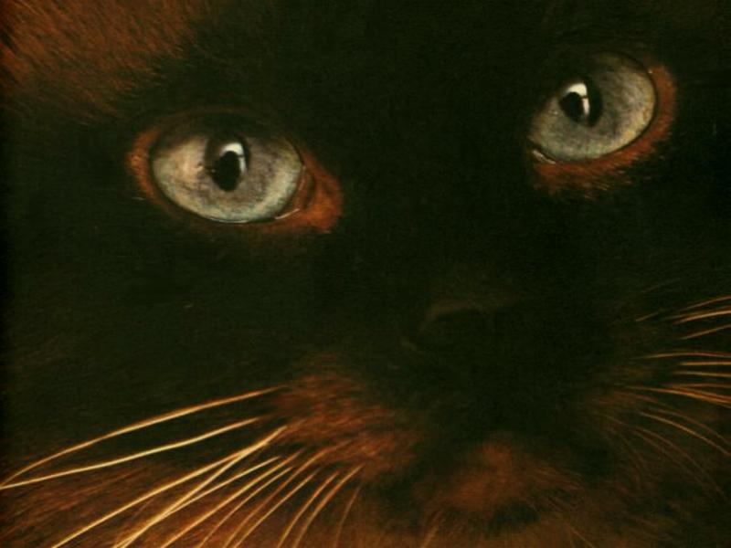cat_face.jpg