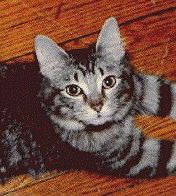 CATPK.jpg