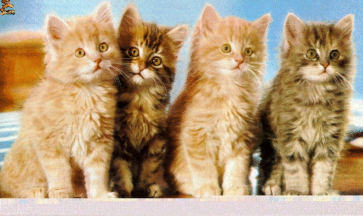 Котята построились в ряд