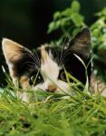The cat looks out from the grass