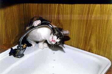 cats3_02.jpg