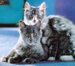 Два дымчатых котика