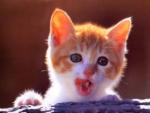 Белорыжий котенок облизывается
