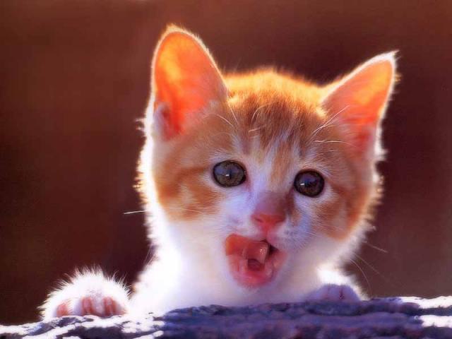 Белорыжий котенок облизывается