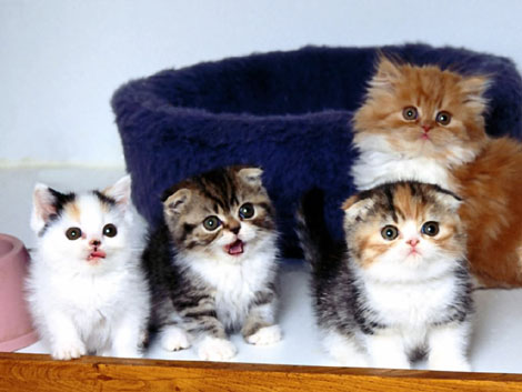 Cat Quartet