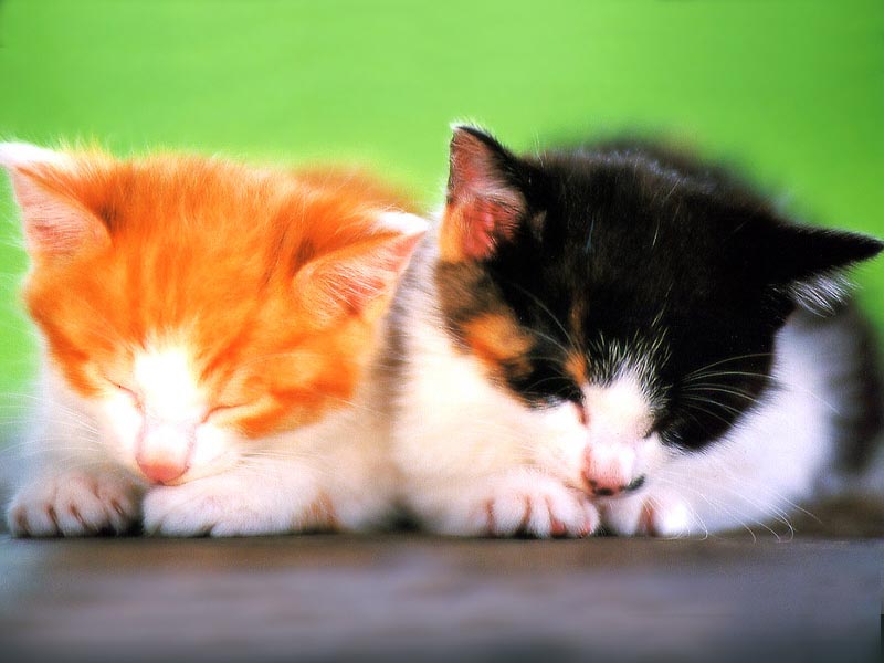 Cats_37.jpg