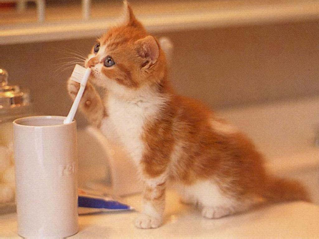 Red-haired cat was going to brush his teeth