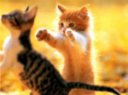 Cats_42.jpg