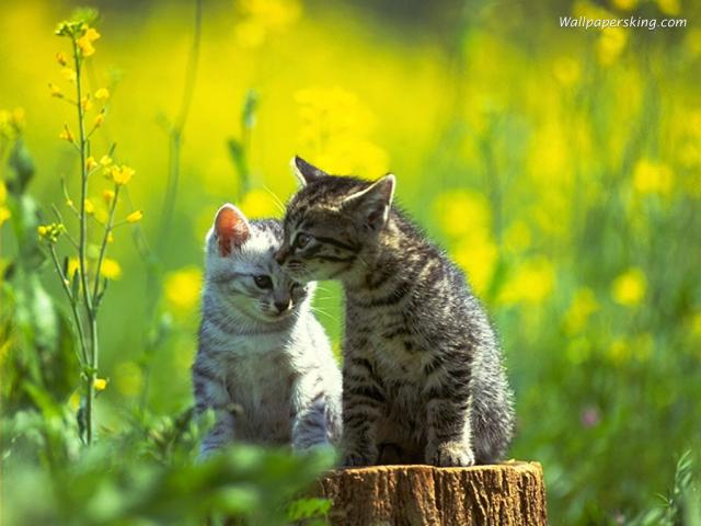 Кошки и пень на природе