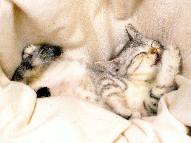 Kittens are buried in the pillows