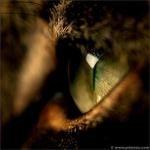 Green cat's eye