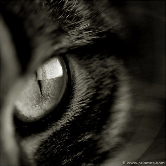 Black and white picture of a cat's watchful eye