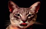 CATTH.jpg