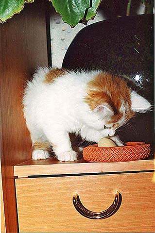 KITTEN2.JPG